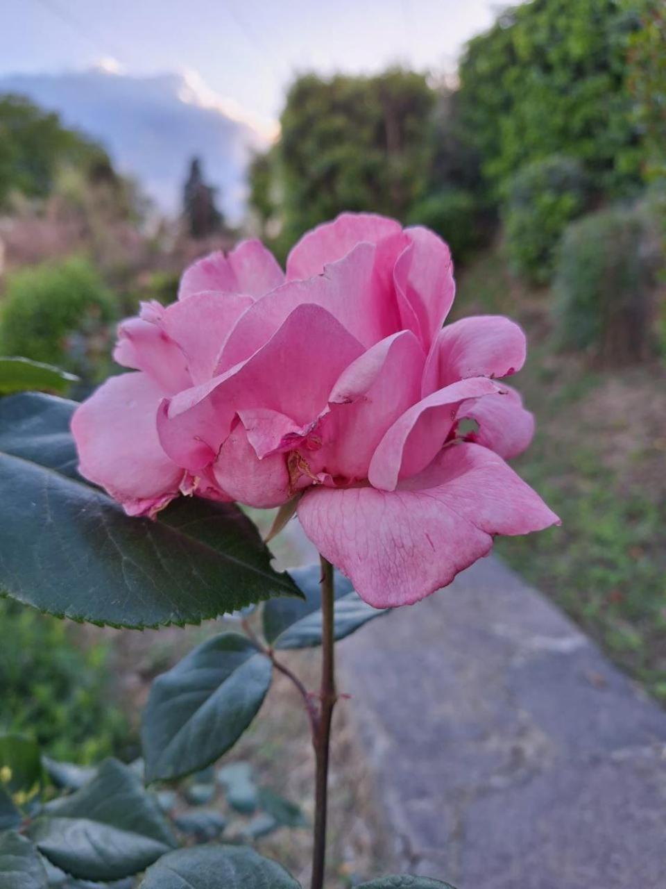 B&B Le Rose Di Paola Santa Maria a Monte Exterior photo